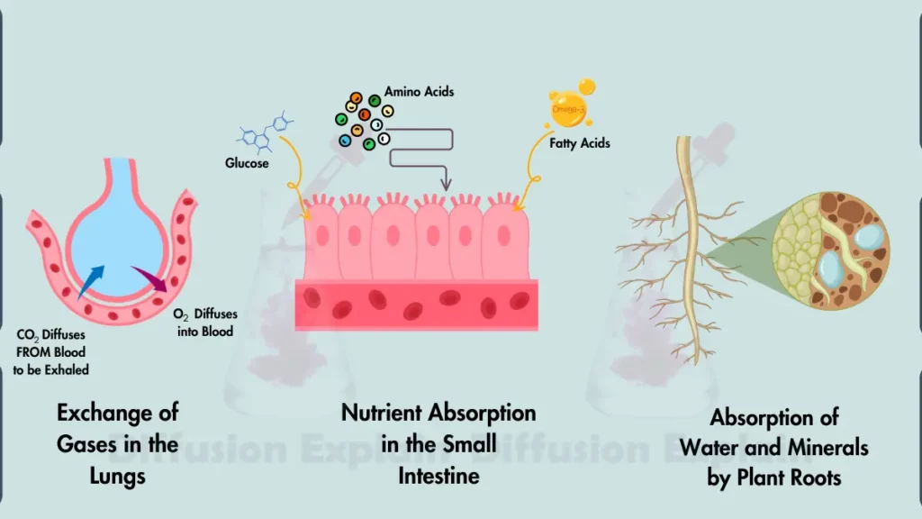 image showing Examples of Simple Diffusion In Biology