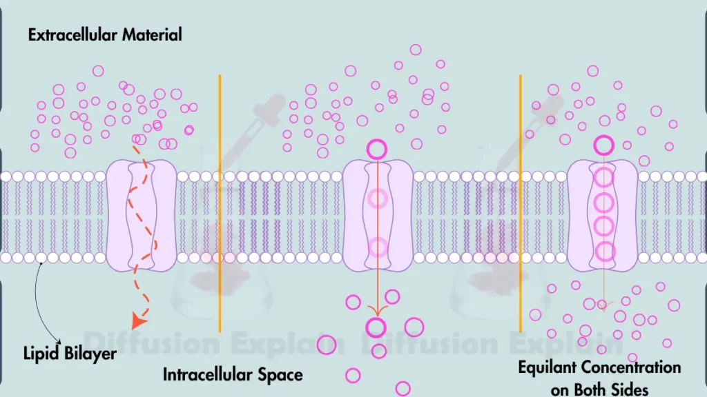 image showing Process of Simple Diffusion