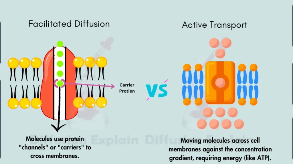 image showing Difference Between Facilitated Diffusion And Active Transport