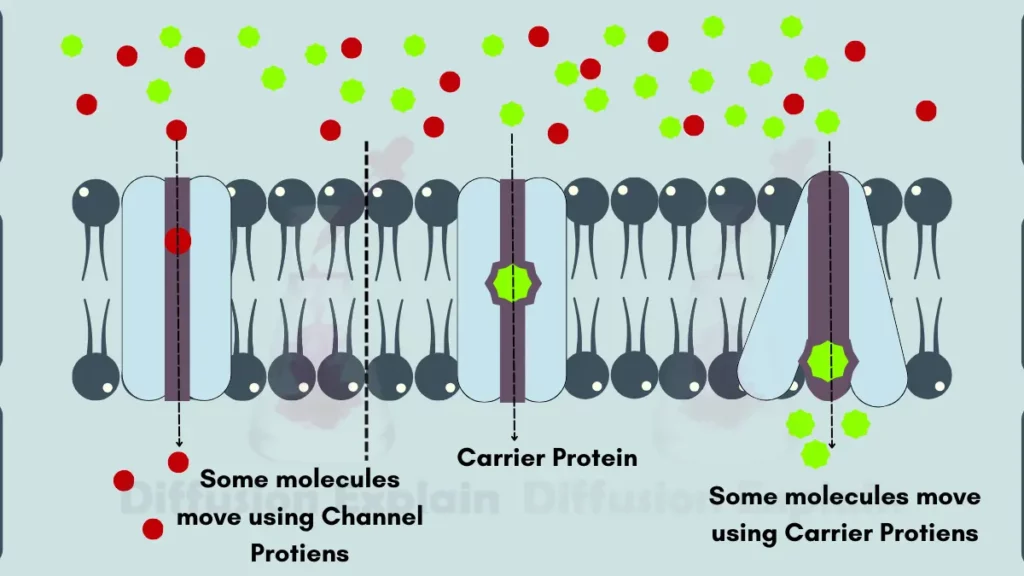 image showing Facilitated Diffusion Mechanism