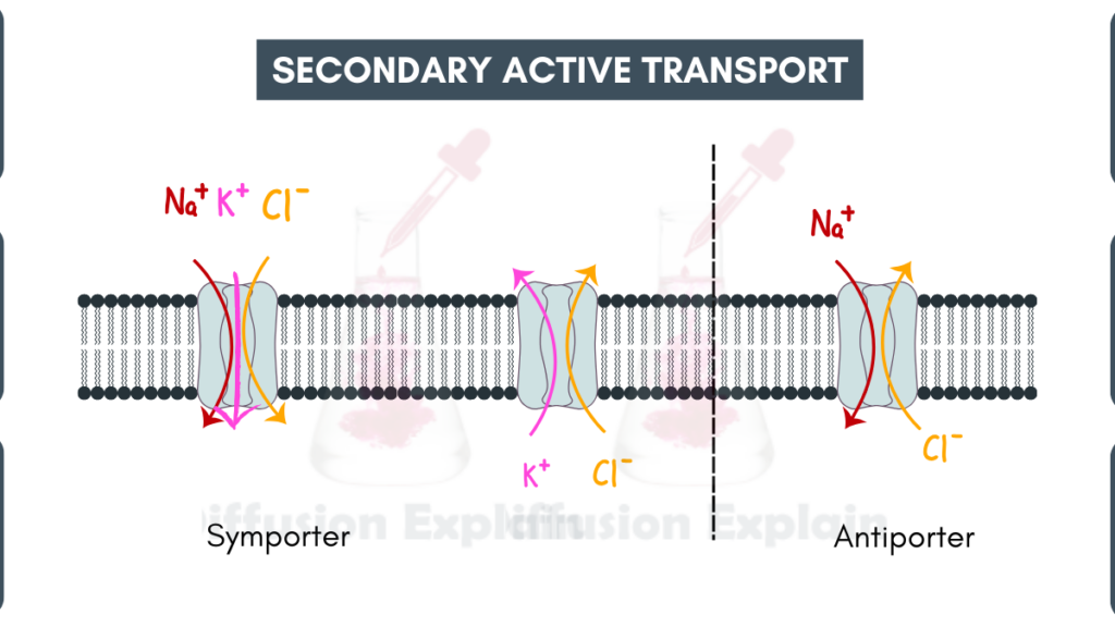 image showing Secondary Active Transport