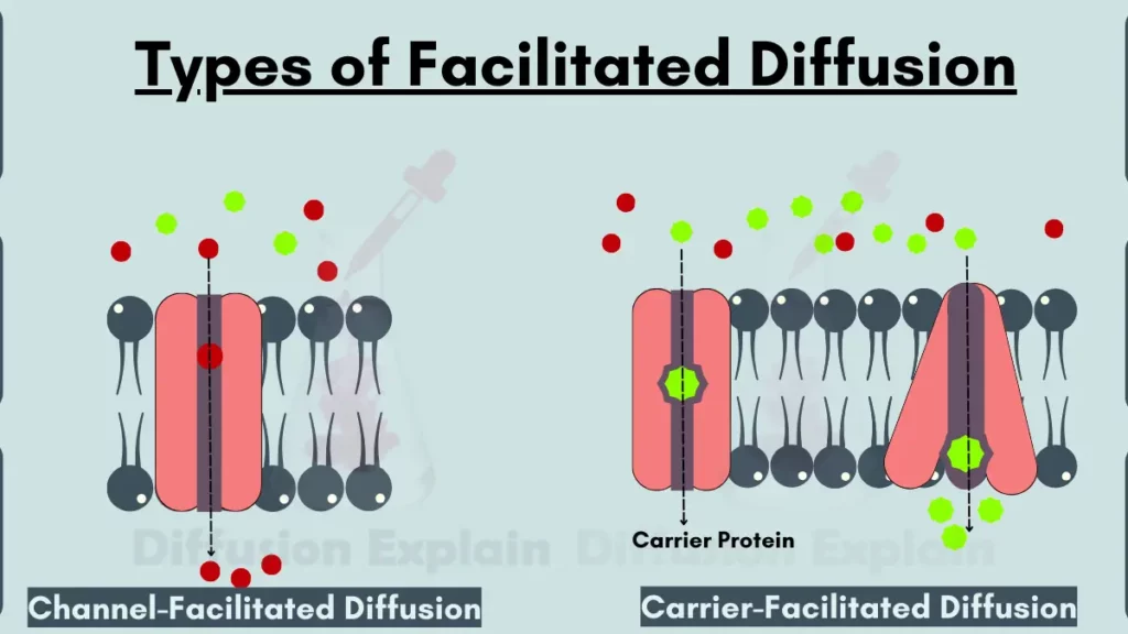 image showing Types of Facilitated Diffusion