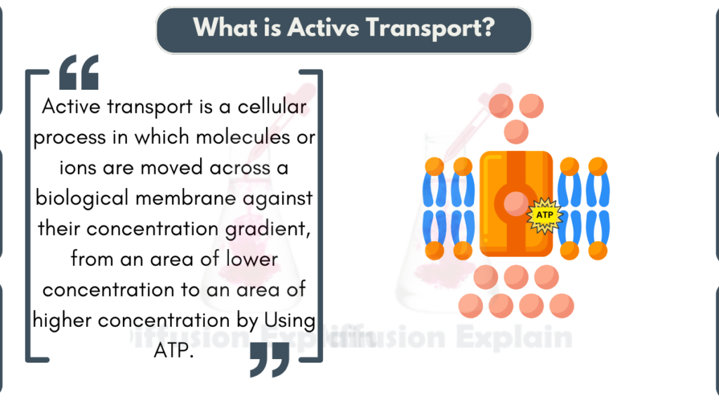 image showing What is Active Transport